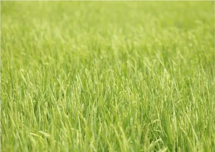 稲穂の風景写真