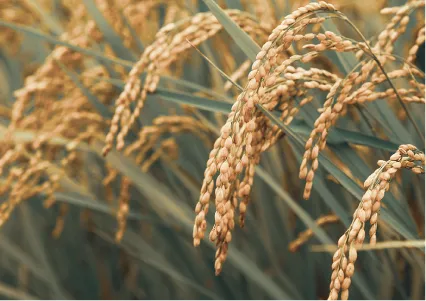 黄金色の稲穂の風景写真