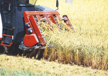 稲穂の刈り取り写真